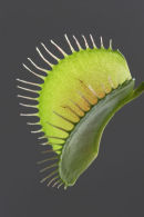 07-4743 Venus Flytrap Dionaea muscipula
